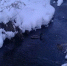 В Ярославле спасатели помогли уткам и расчистили водоем ото льда - Ярославский регион