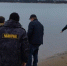 Вес каждой рыбки – около 20 граммов: молодь сазана выпустили в Угличское водохранилище - ТК Первый Ярославский
