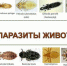 Эктопаразиты животных - ГБУ ЯО Яроблветлаборатория