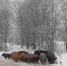 Под Ярославлем замечены кабаны - Городской телеканал