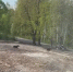 Молодые лоси в Ярославле атакуют автомобили - Ярославский регион