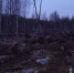Ярославские власти проверят законность массовой вырубки деревьев во Фрунзенском районе - ГТРК