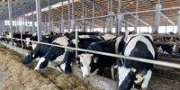 В прошлом году ярославские аграрии произвели продукции на 70,3 млрд - YarNews.Ru