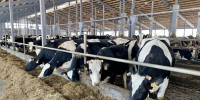 На 70,3 млрд рублей произвели продукции ярославские аграрии по итогам 2024 года - Городские новости