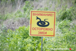 В Москве такие змеи не водятся | Источник: Елена Буйвол / VLADIVOSTOK1.RU