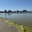 Центральный пляж курорта весь в комках водорослей | Источник: Валерия Дульская / 93.RU - 76.Ru