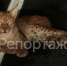 Оставил умирать: под Ярославлем сбили рысь - YarCube.Ru
