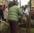 На улице Свободы в Ярославле посадили липы - Городской телеканал