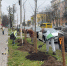 Ярославские предприниматели высадили аллею из лип на улице Свободы - Мэрия города