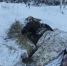 В Ярославской области спасают обездвиженного лося, провалившегося под лед - Ярославский регион