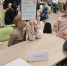 В центре «ЛАД» дипломаты будущего раскрыли тайны китайских традиций - Мэрия города