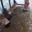 В Ярославле 9-летняя хулиганка разбила стекло на остановке - Комсомольская Правда