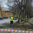 В Ярославле из-за сильного ветра упали несколько деревьев - ГТРК