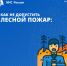 Как не допустить лесной пожар? - Управление по молодежной политике