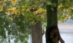В Рыбинске куница пробралась в стоматологию